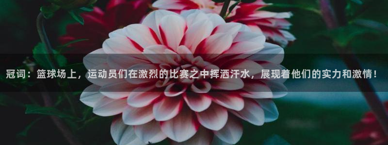 球速体育